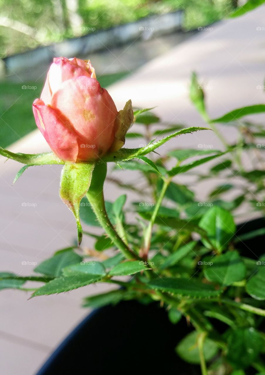 Rose bloom