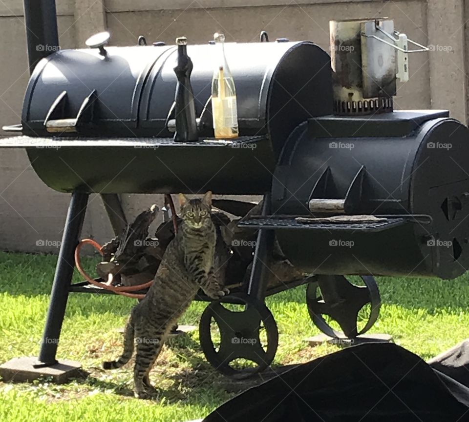 Grill kitty 