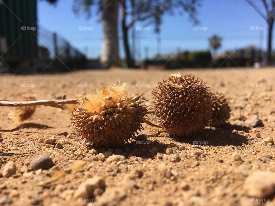 Seed Pods 