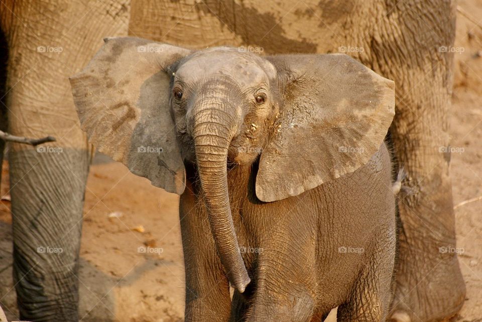 A baby elephant charging at us 