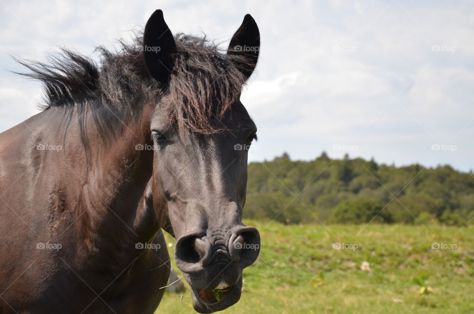 a brown horse which is sneezing, it has a funny head, it was taken in full action