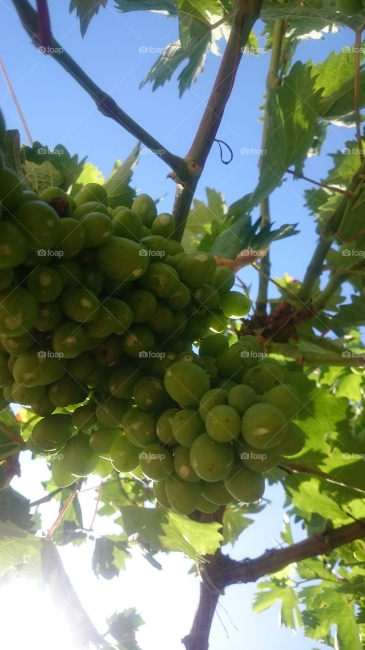 grapes 🍇