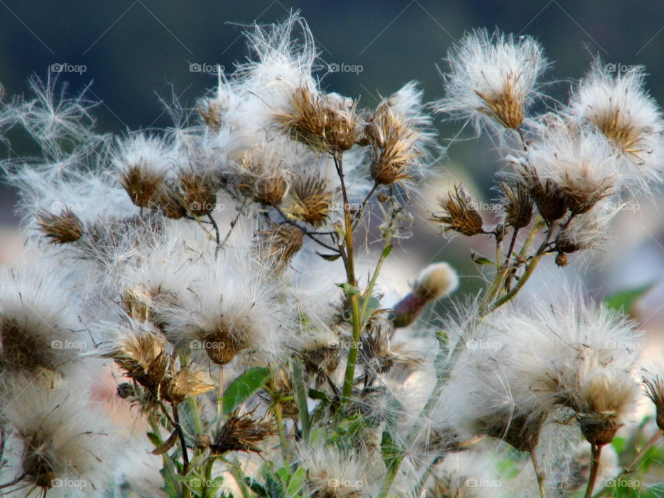 nature grass flower in the garden