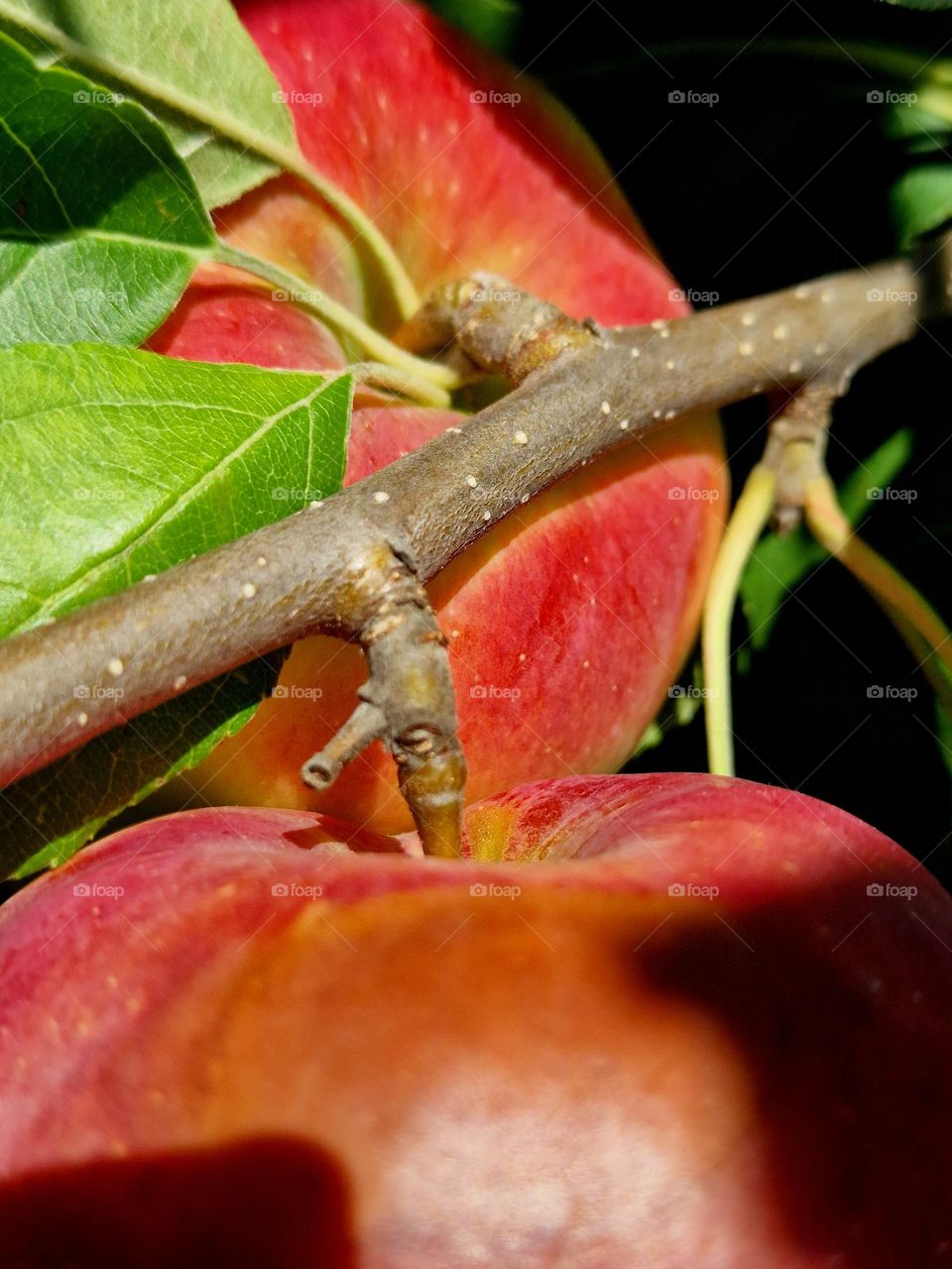 red apples