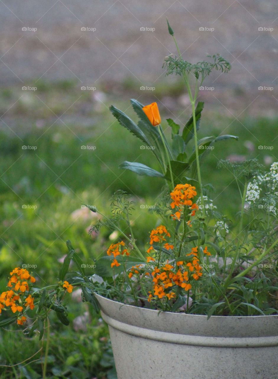 orange flowers