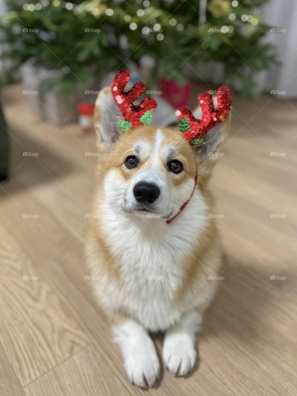 Little corgi waiting for New Year 