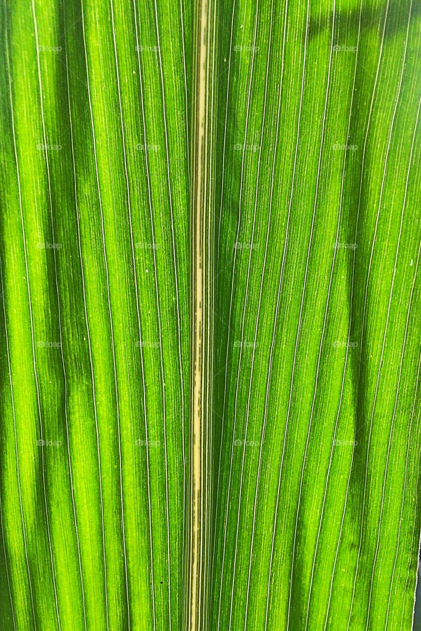 Corn Leaf