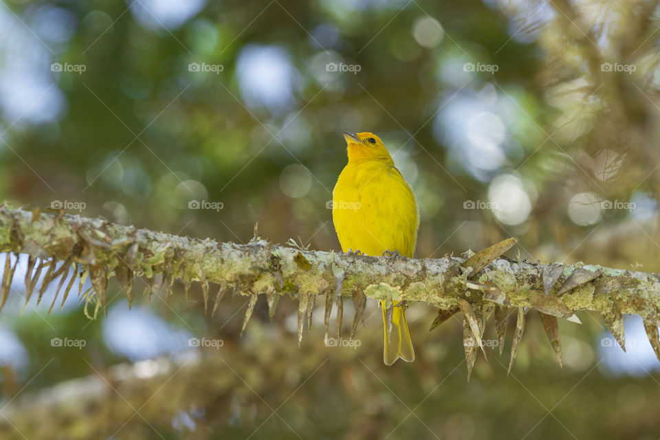 Beautiful canary.