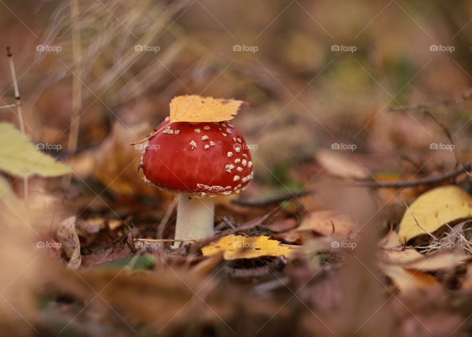 Autumn mushroom