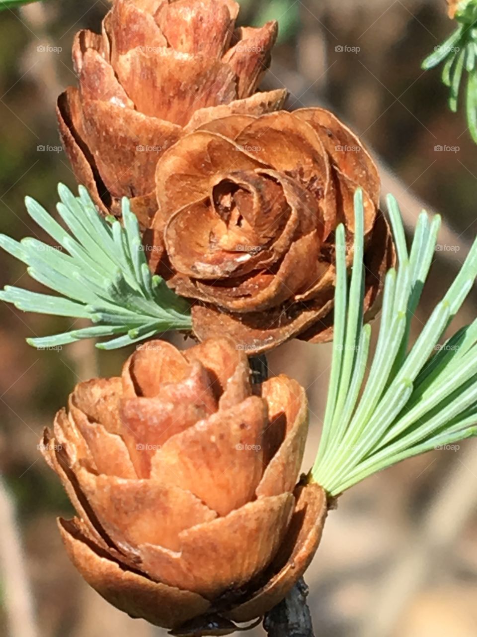 Evergreen with rose cones