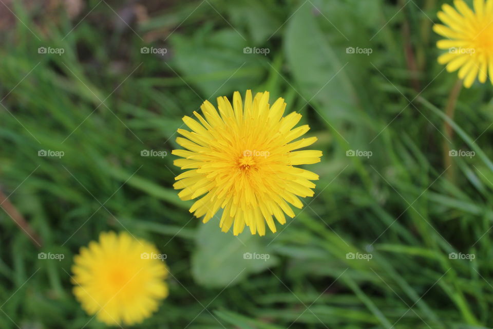 Dandelion Sun. This is beautiful 💫 The focus is great 💕 and when I used he digital zoom it looked beautiful. This would be a great purchase. 