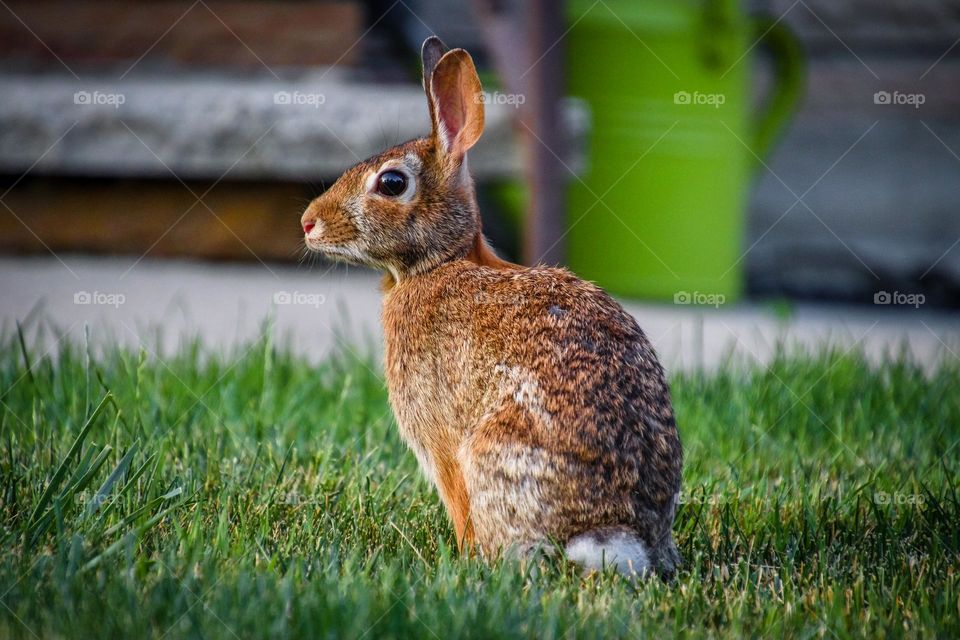 Wild rabbit on a lawn