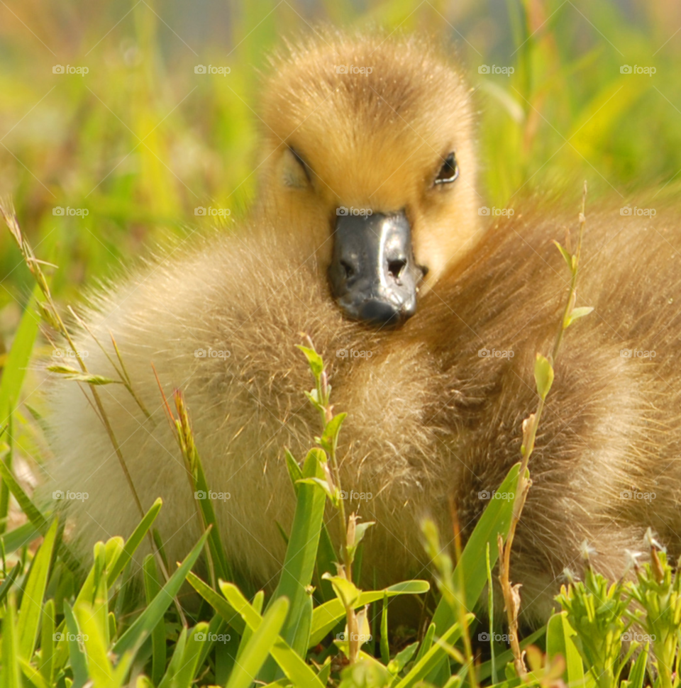 baby animal bird canada by lightanddrawing