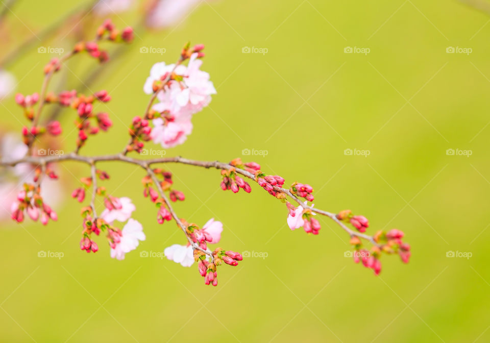 Cherry blossoms 