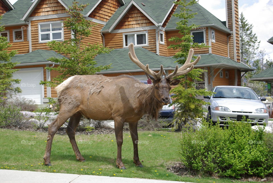Elk looking for some Nice Sweet Grass right in the town of Banff