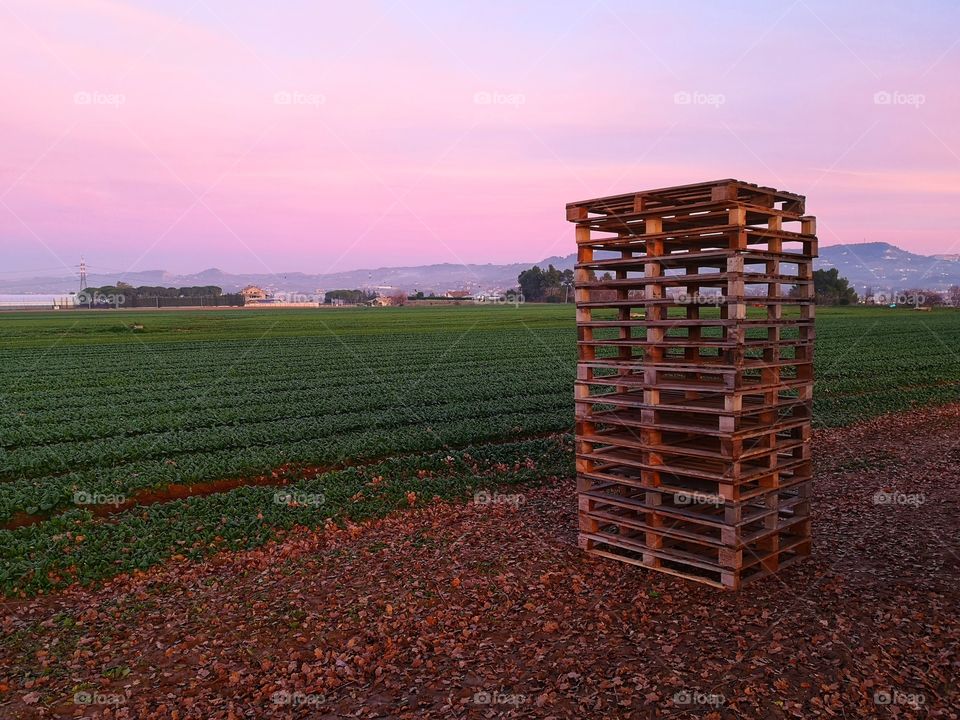 evening view of the countryside