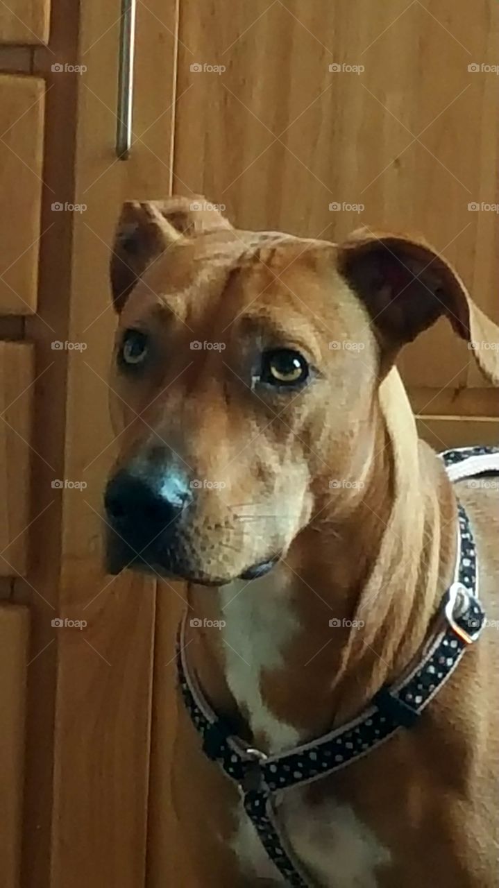 handsome dog
