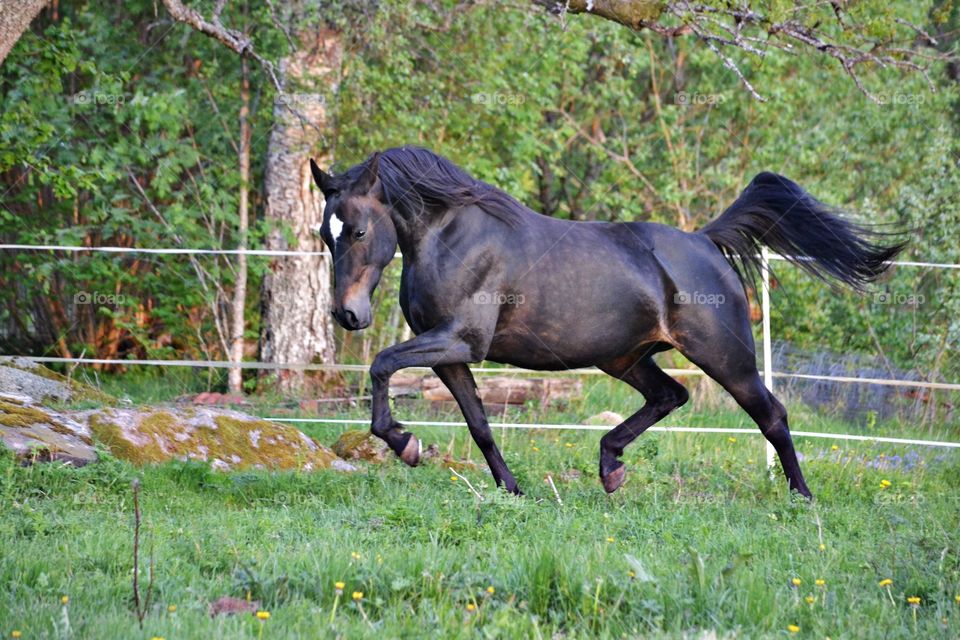 Beautiful horse. Beautiful mare running 