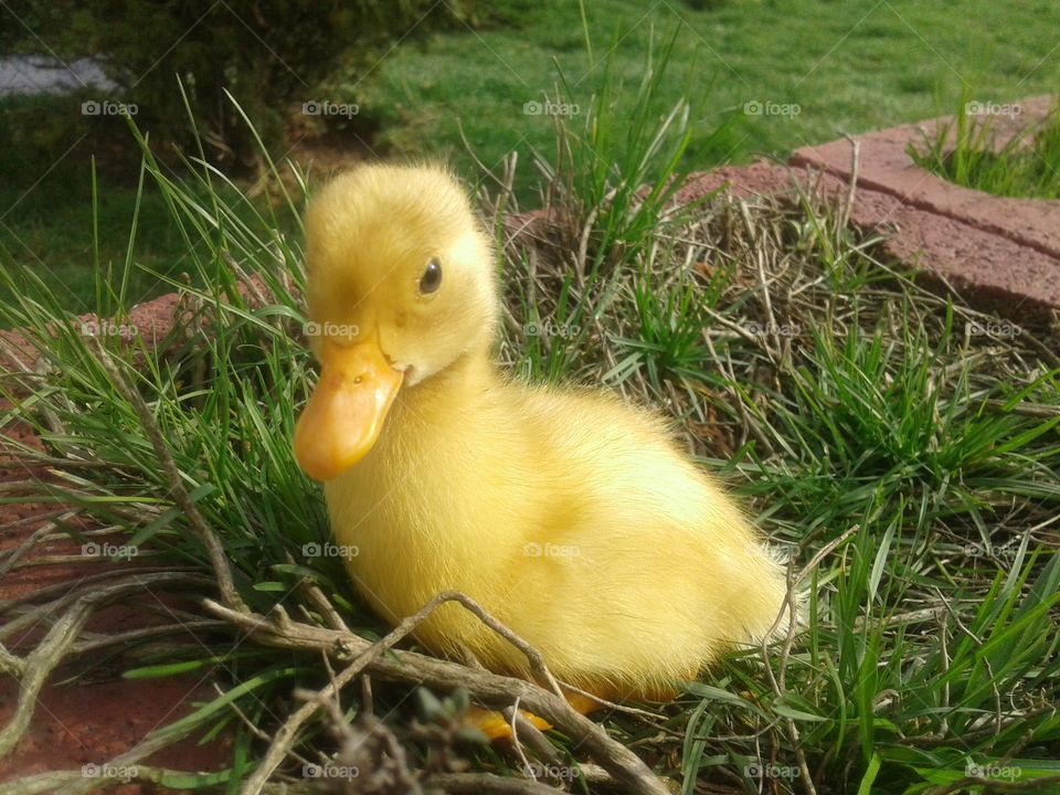 small sweet duckling