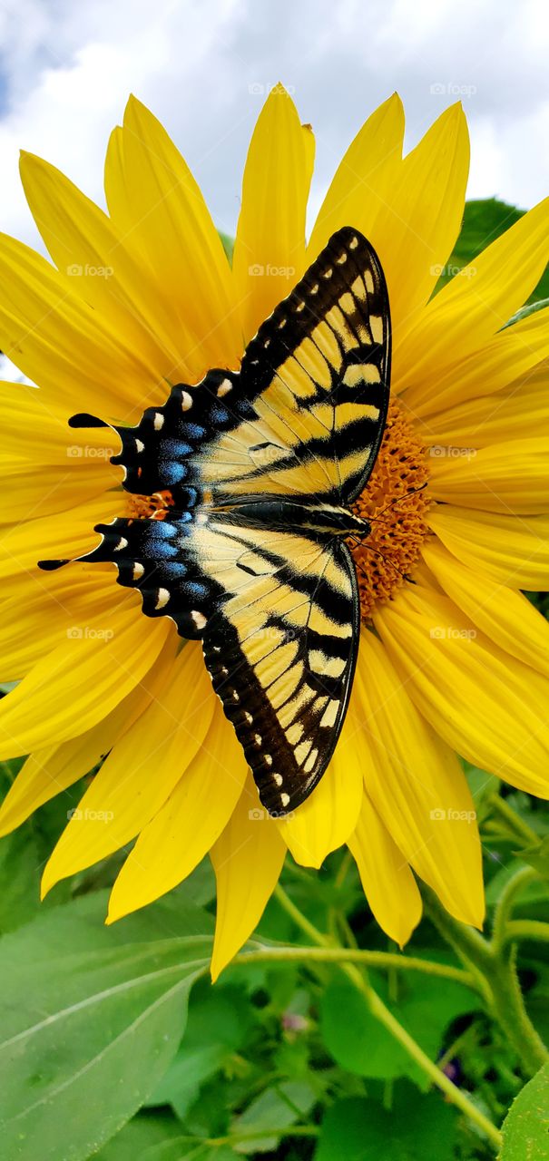 swallowtail sunflower