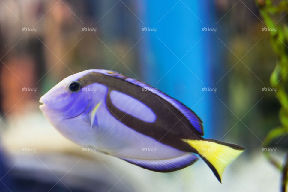 Found Dory 