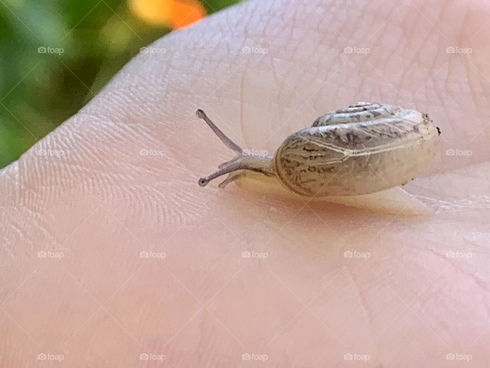 Snail on hand