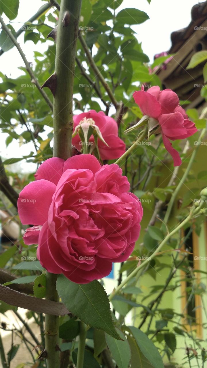 Beautiful roses in bloom