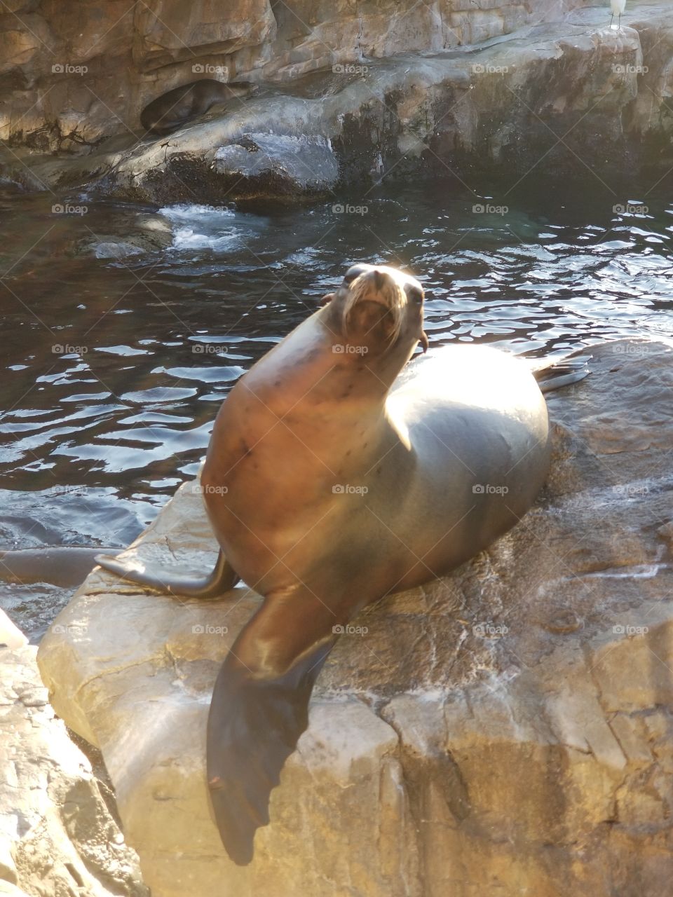 Posing seal