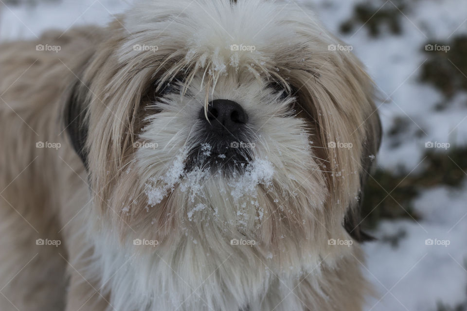 Snow monster