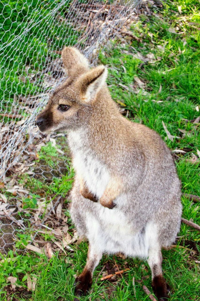 Kangaroo Joey