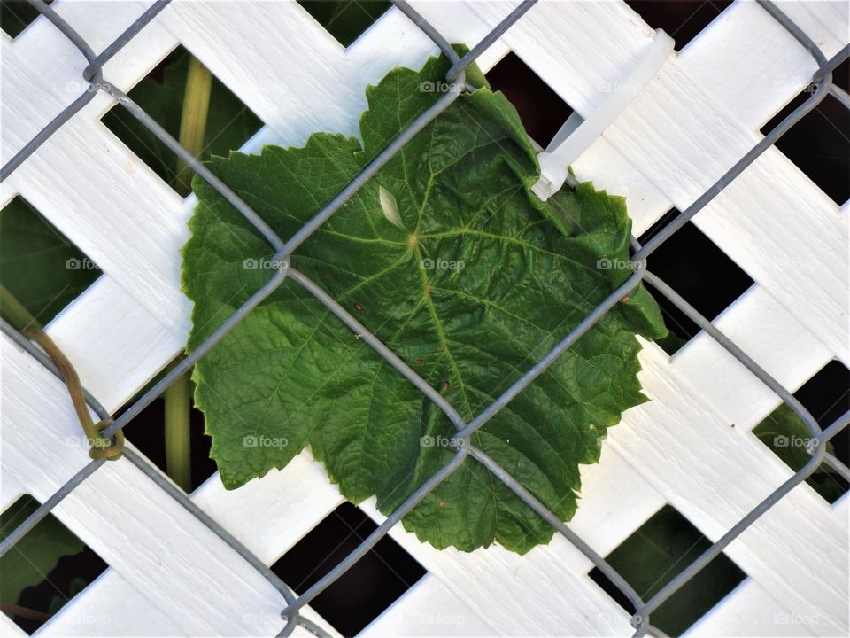 Green leaf white lattice