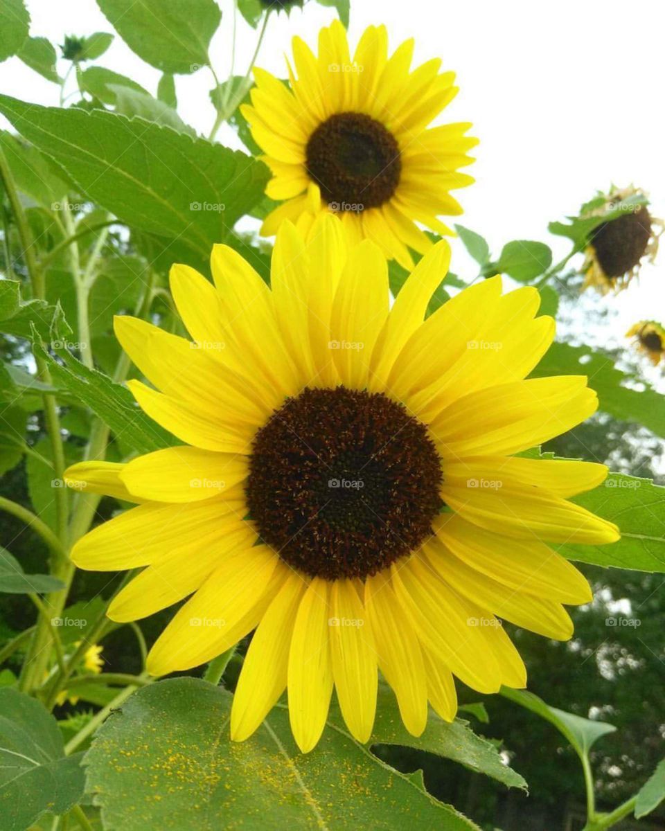 I think everyone could learn a little thing on confidence from this simple stunning sunflower. Always stand tall and beautiful.