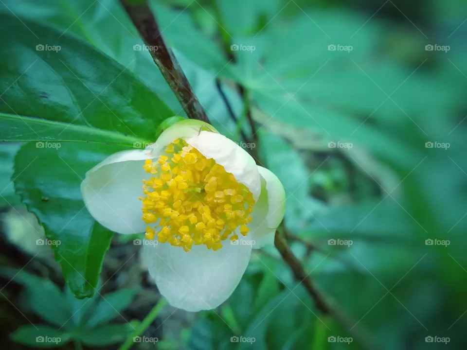 Flower