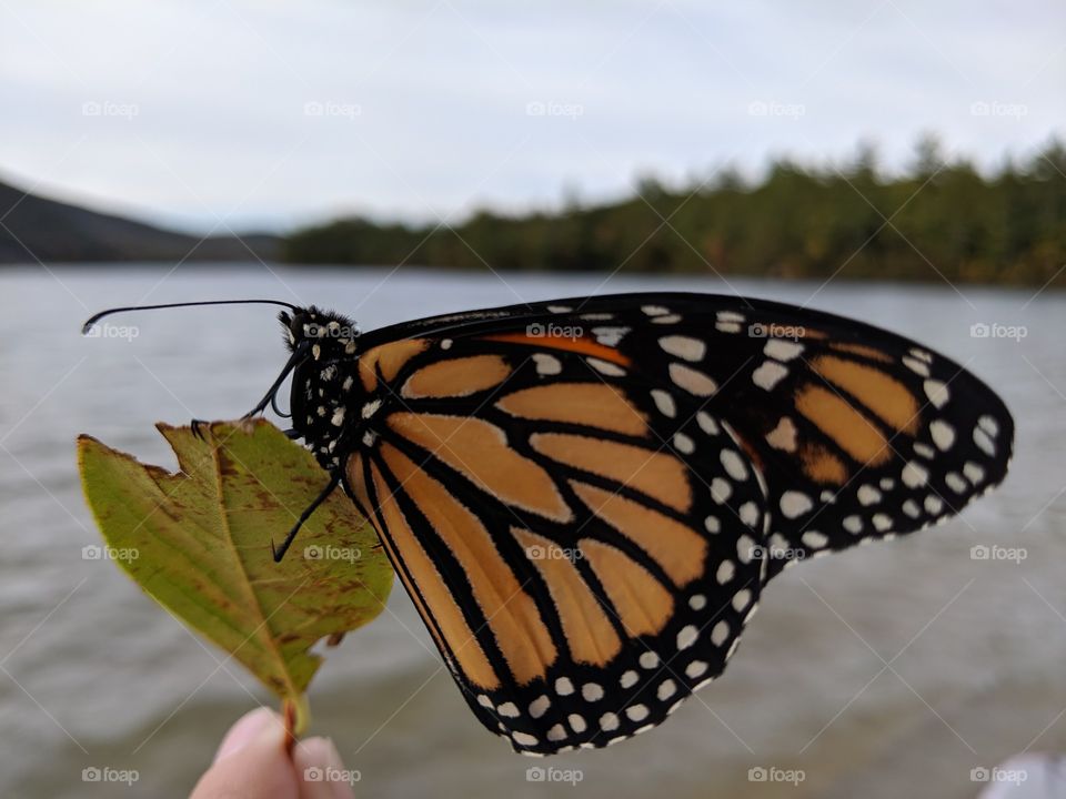 Monarch Butterfly