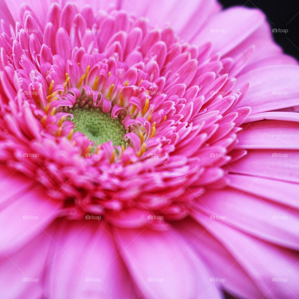 Extreme close up of flower