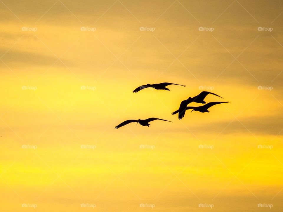 Birds at sunset