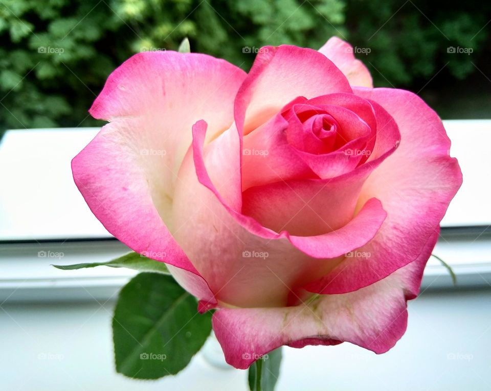 pink rose