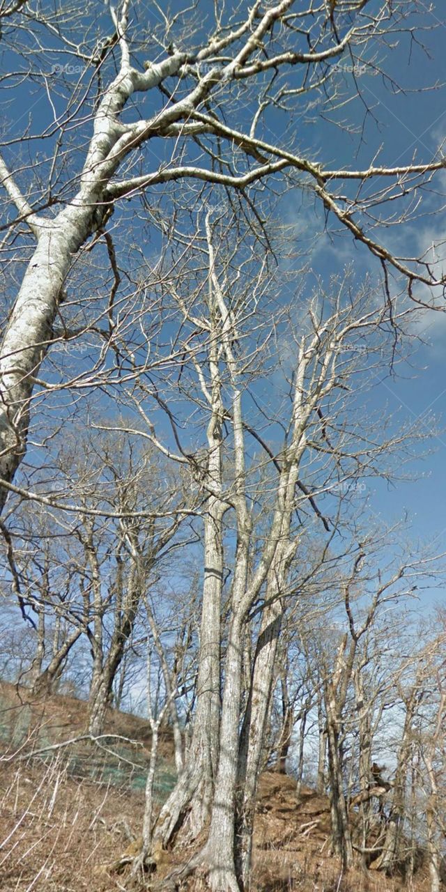 Cây khô.