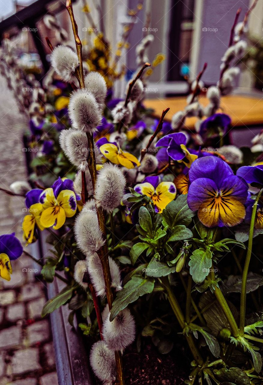 Spring flowers and easter flowers into the garden ,easter holliday 2024. zits finaly springtime