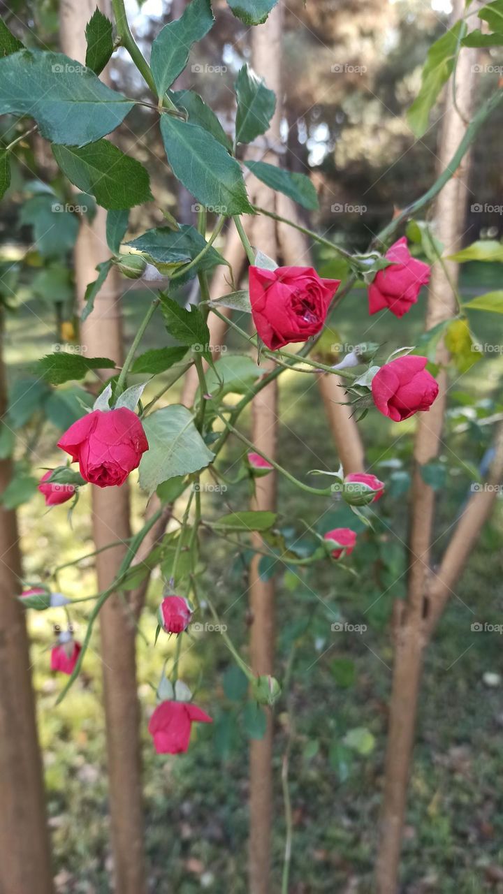 roses on the fence