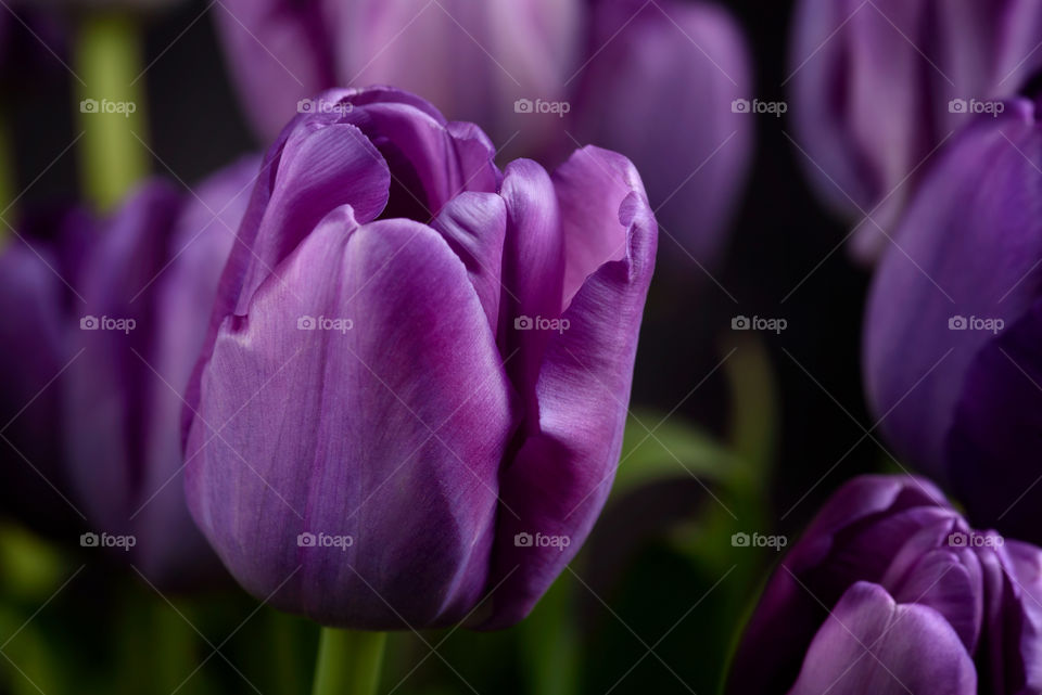 Fleurs violettes se bouchent