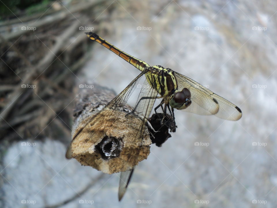 dragonflies perched on wooden trays