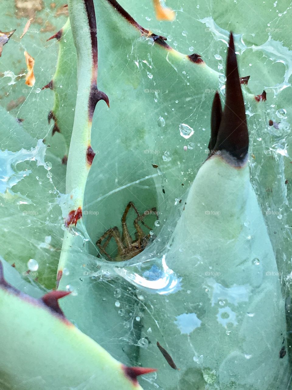 Spider at top of web in cactus, needs a drink.