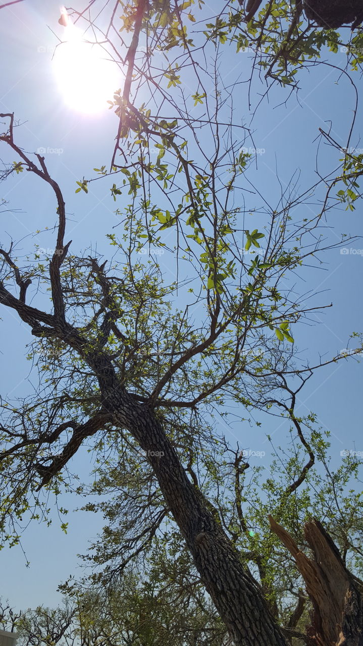 Tree, Nature, Branch, Wood, No Person