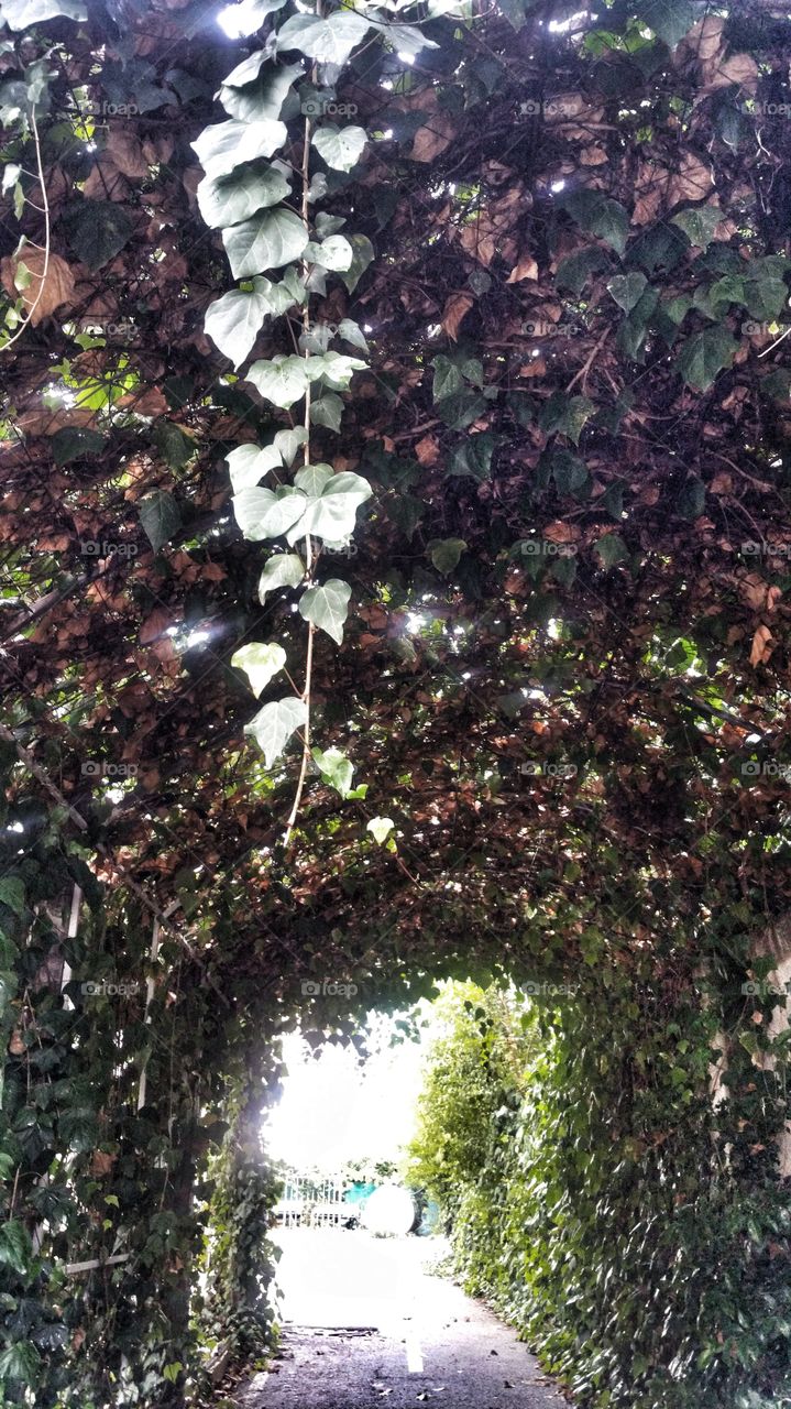 Ivy Tunnel
