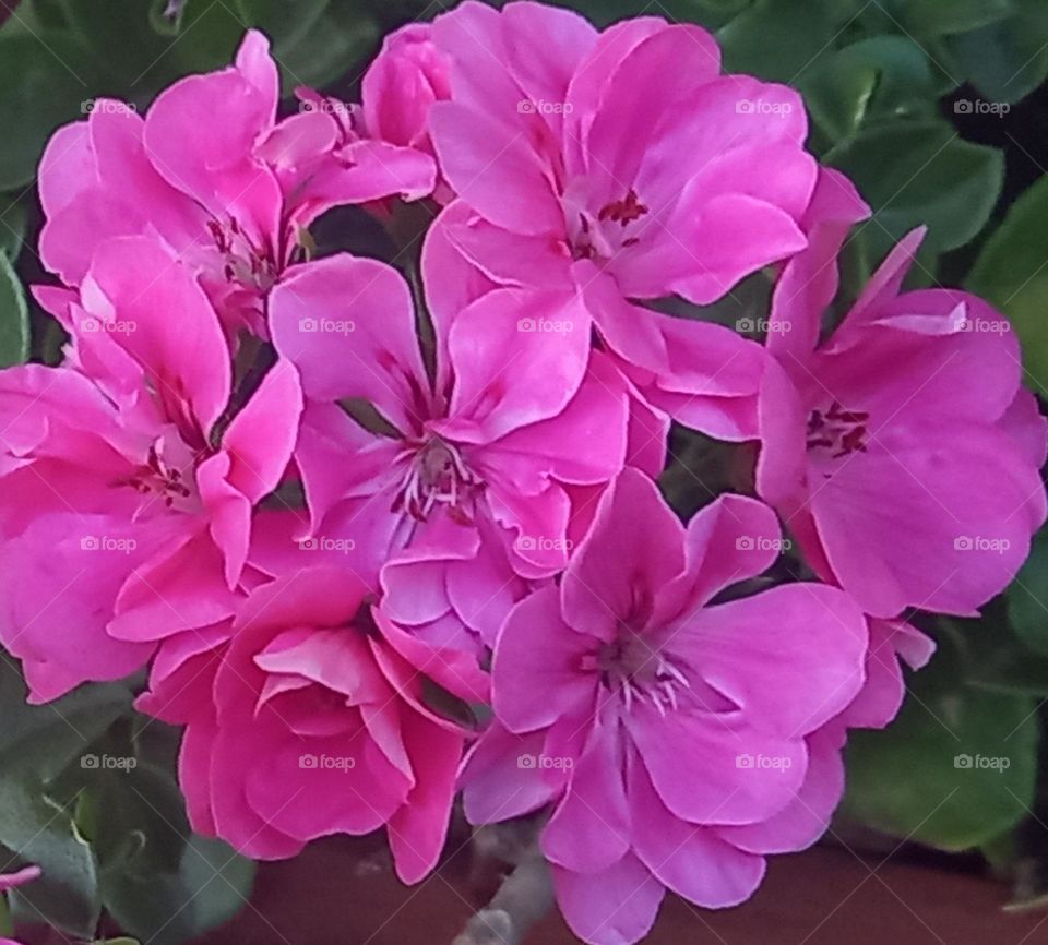 geranium