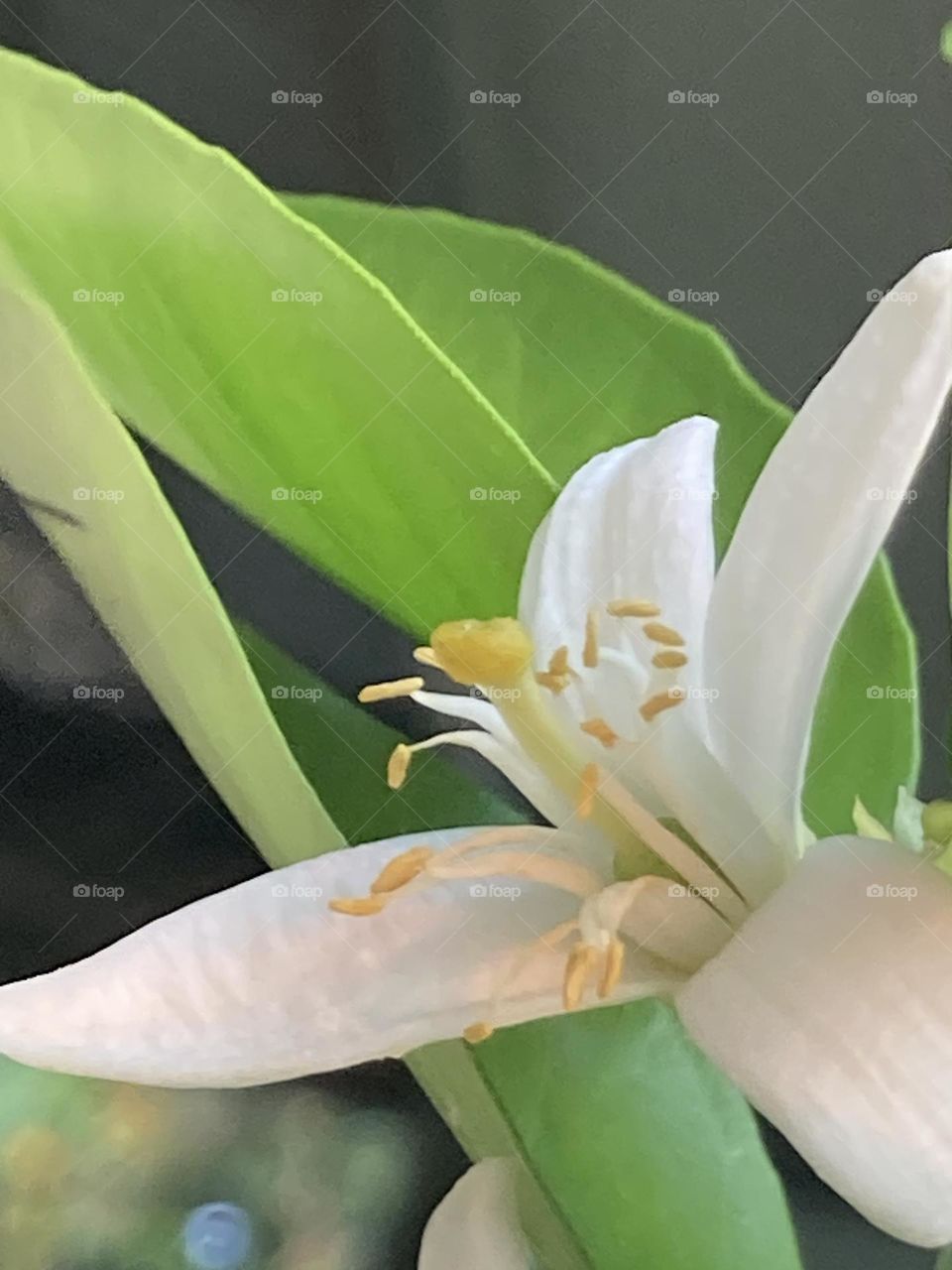 Flor macro de laranjeira com folhas jovens na cor verde limão.