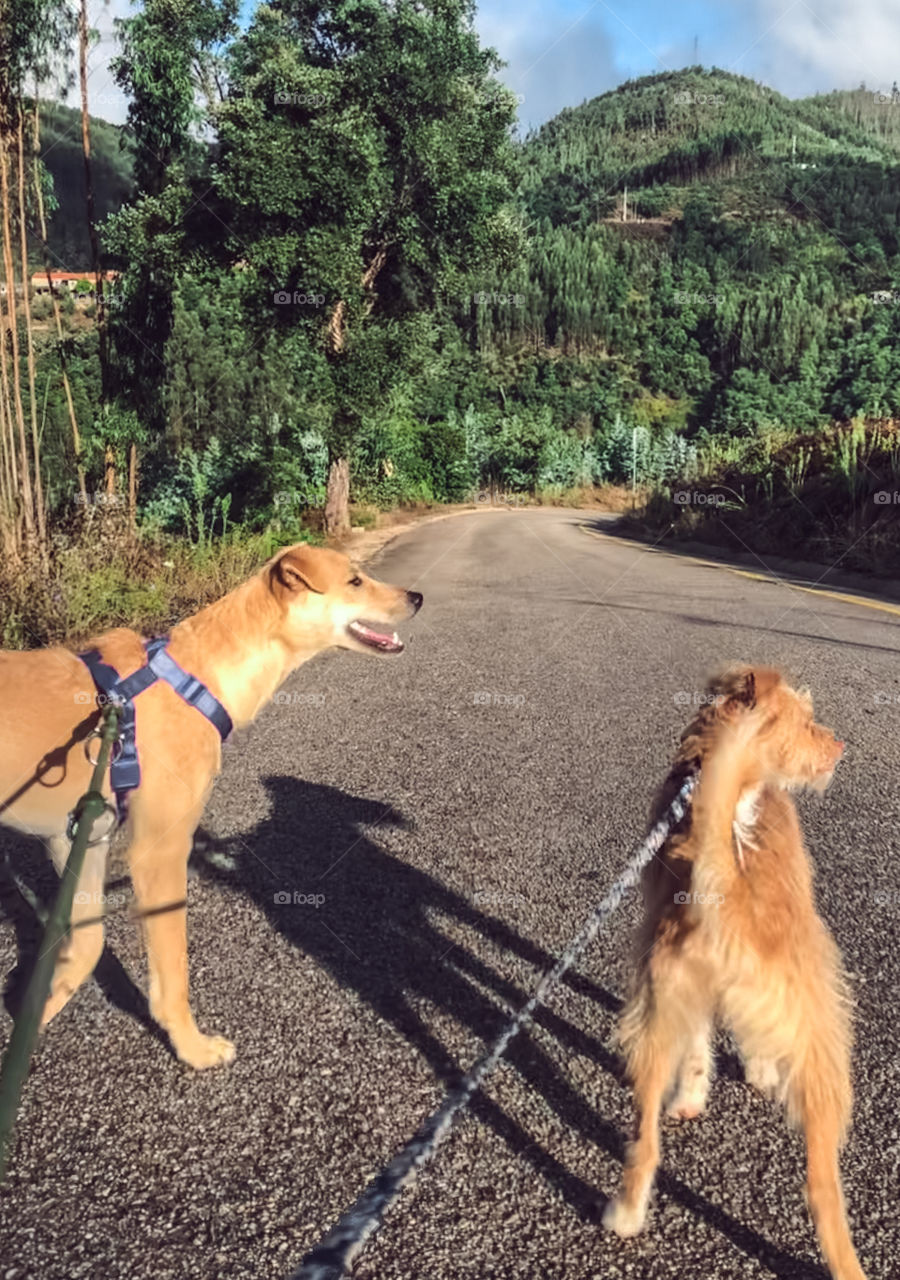 Walking the dogs on a bright sunny morning on a road surrounded by green hills