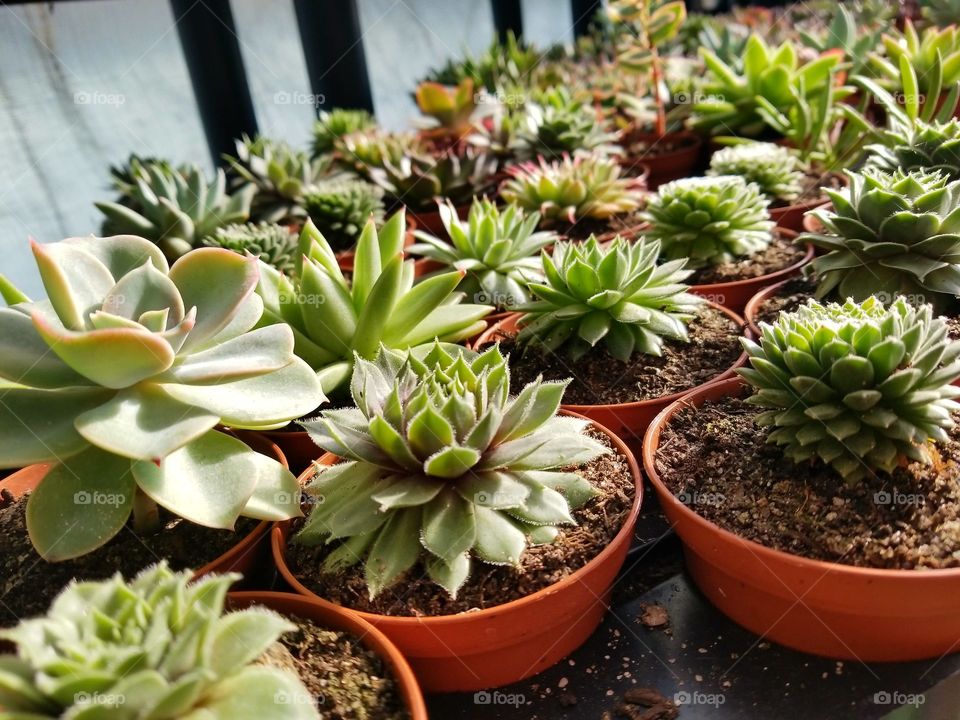 Field of Succulents