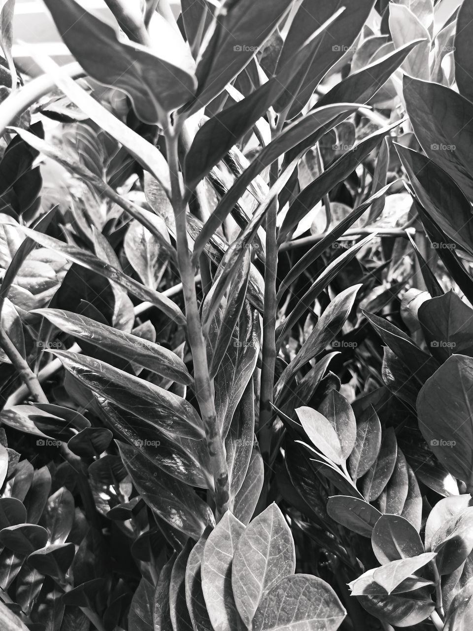 leaves in black and white